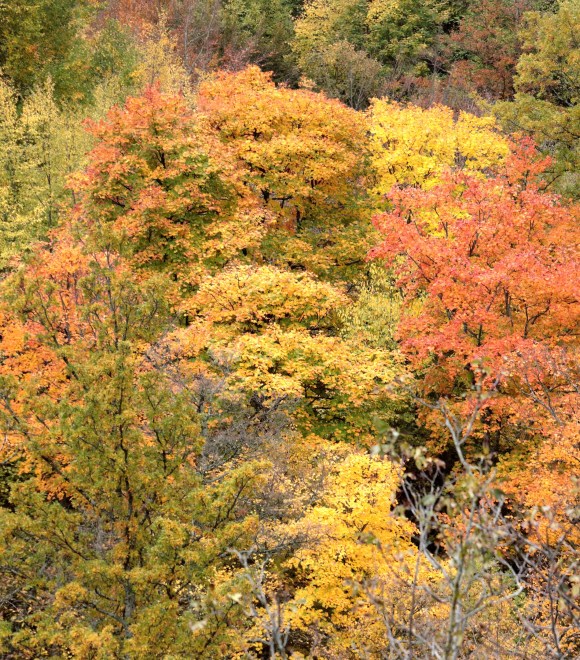 Autunno dorato nelle Foreste Casentinesi